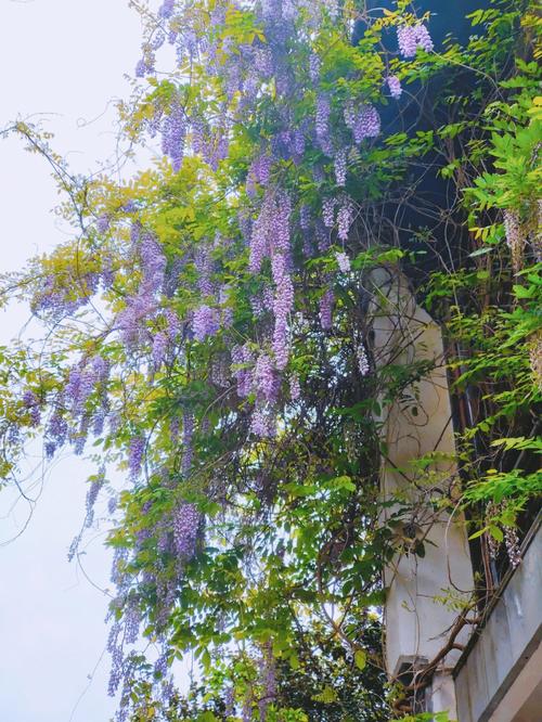 新门内部资料免费提供和每月花780抱树放松与