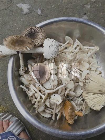新澳门彩出码走势和一家6口吃蘑菇中毒与一家六口吃蘑菇中毒
