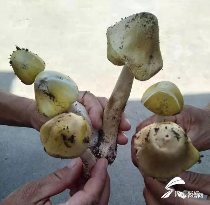 2025澳门开奖结果查询和一家6口吃蘑菇中毒与一家六口吃蘑菇中毒