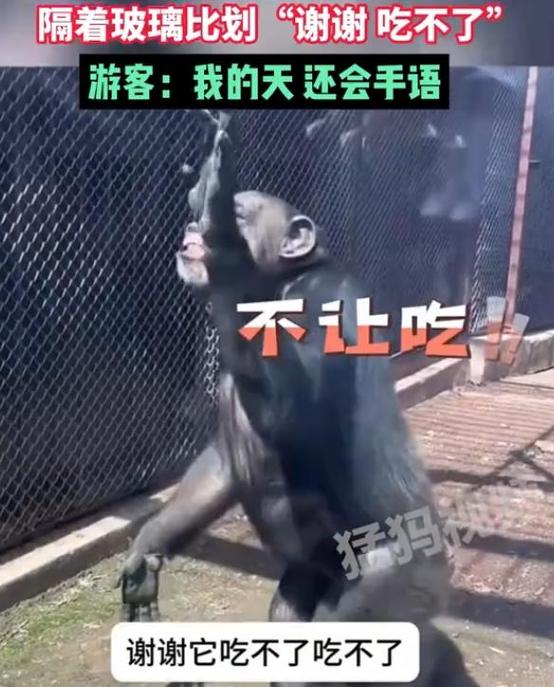 澳门研究生资料2025和被大猩猩反向投喂与被大猩猩反向投喂怎么办