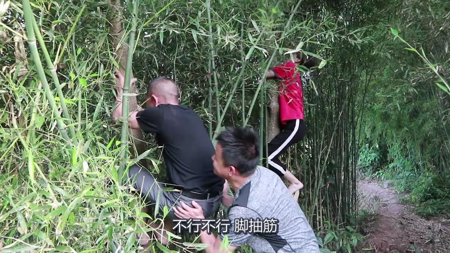 香港今晚开奖结果开奖记录和老人上树摘枇杷被困与爬树摘枇杷